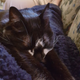 Got a blanket? Congratulations, you’ve got a cat in your lap now.